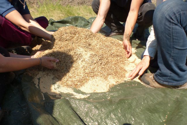 Mixing native seed with millet, a cover crop.