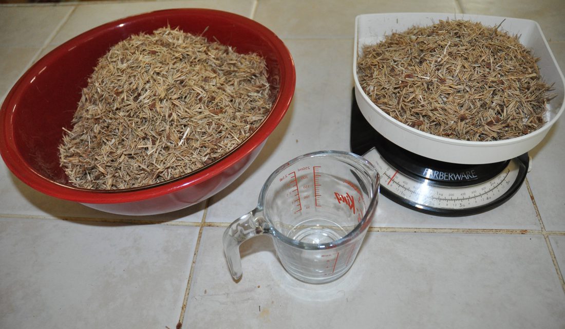 Weighing coarse native seeds, including native grasses and milkweed seeds.