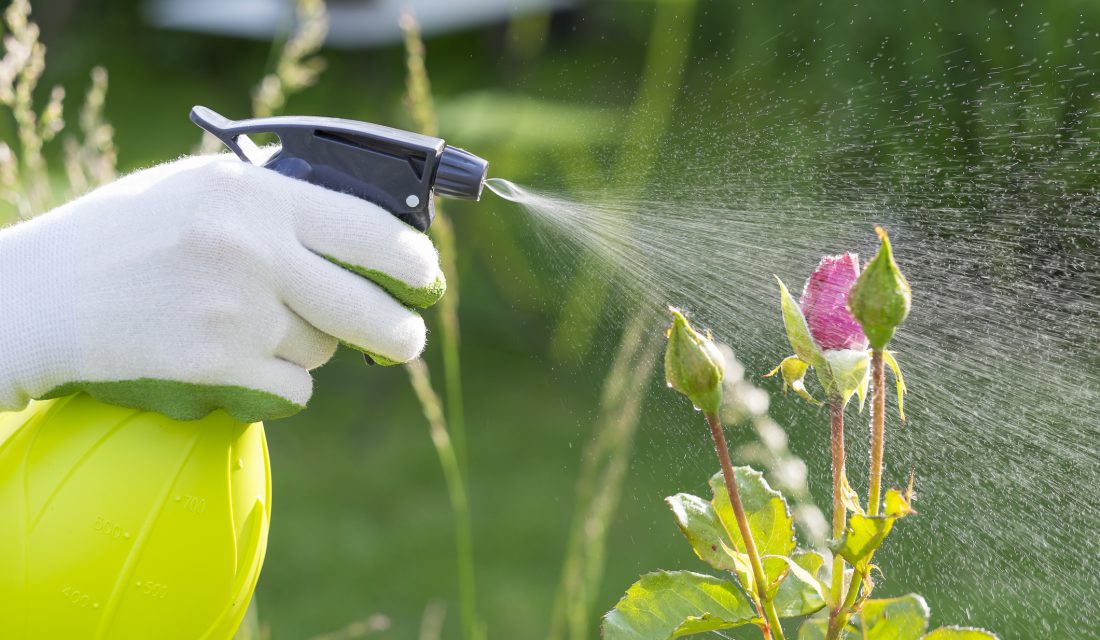 spraying roses