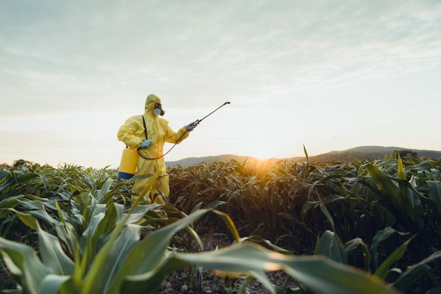 Sparying insecticide on field