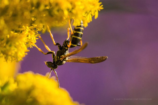 Wask on flower @ Martin Tampier | CWF Photo Club