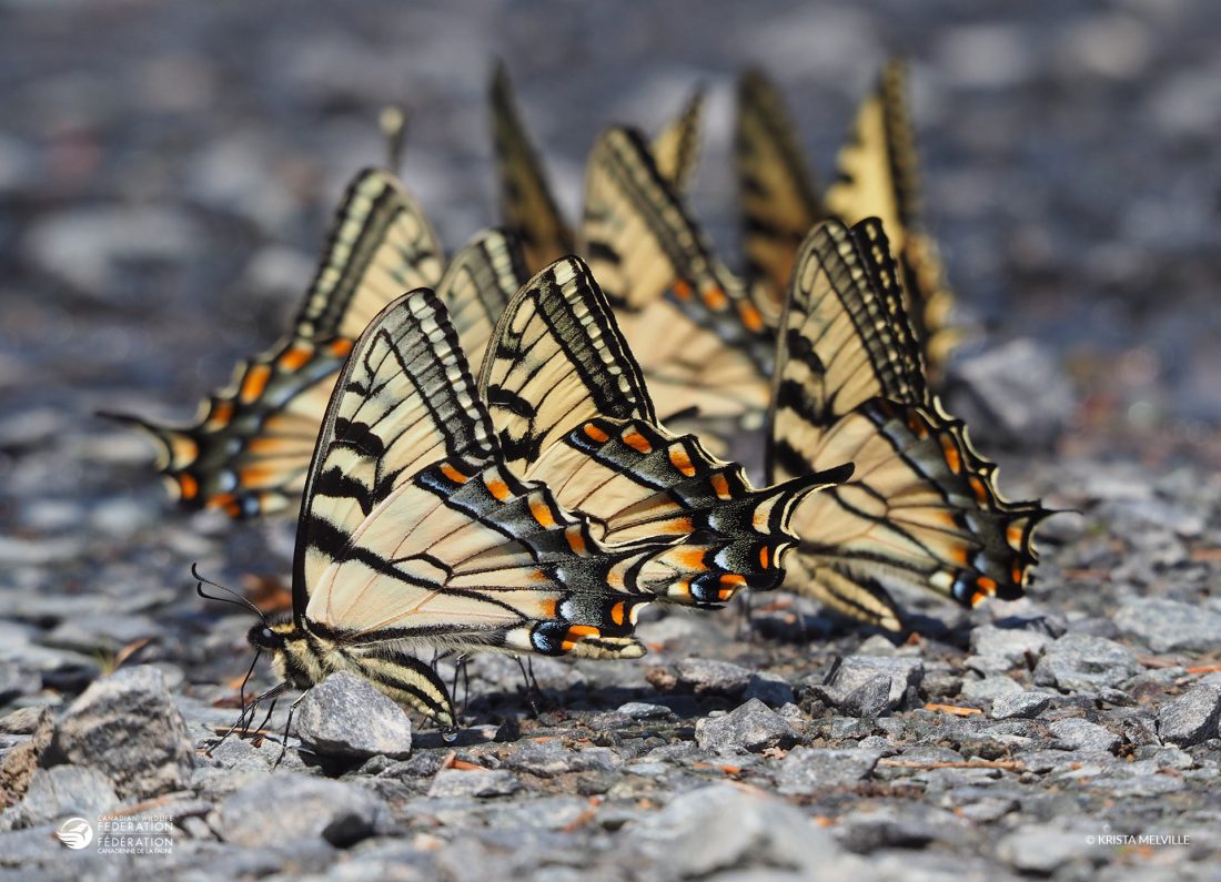 mudpuddling