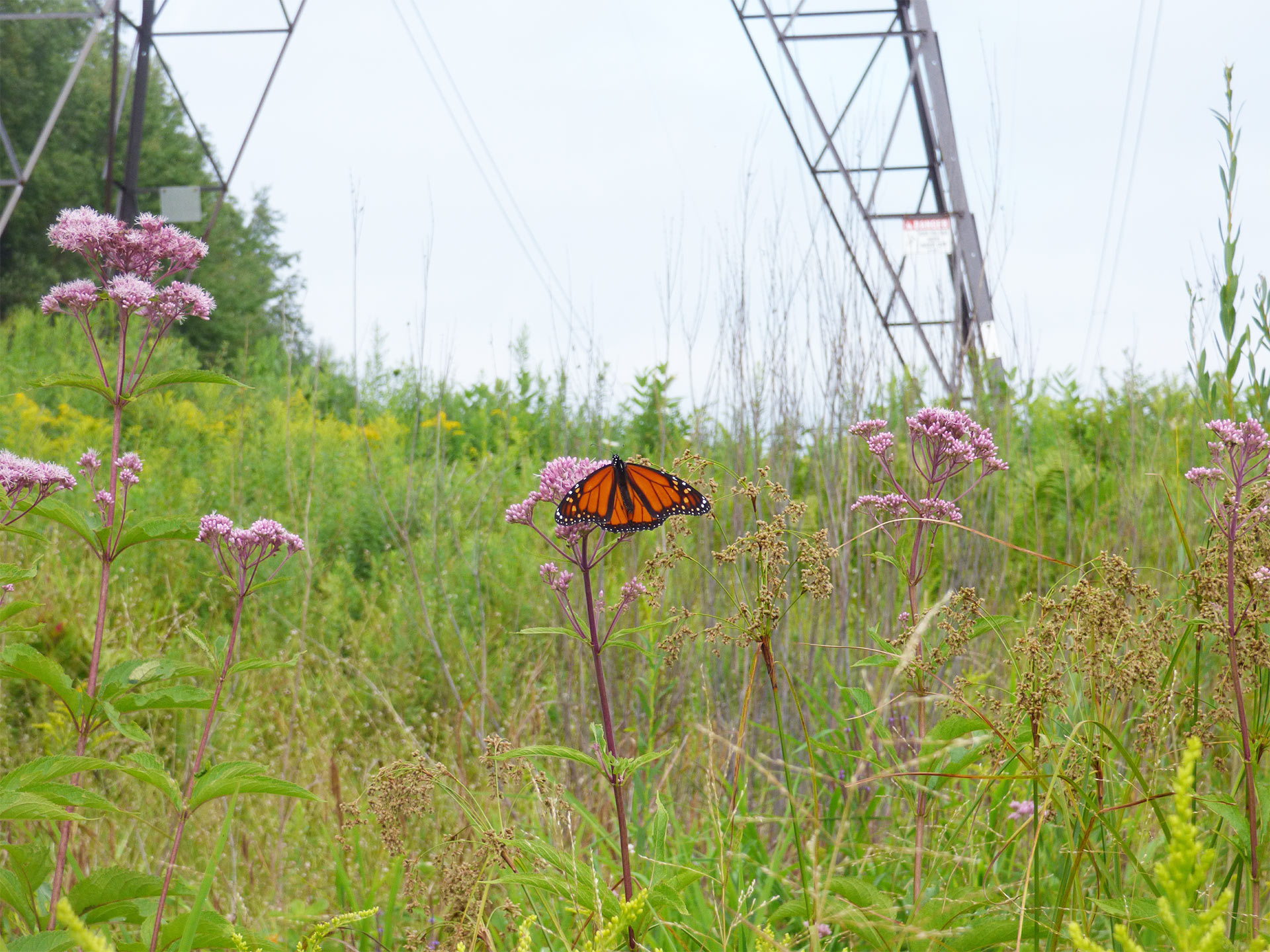 Monarch in a right of way