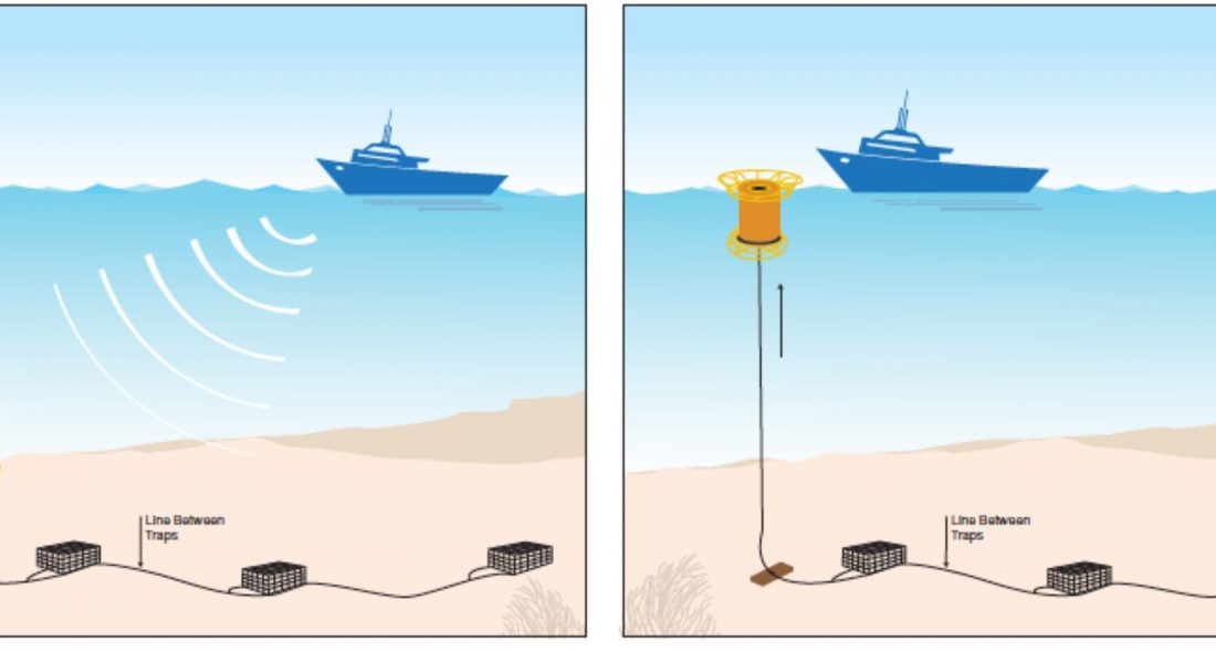 New 'ropeless' fishing gear could have a massive impact on our oceans:  '[This] isn't going away without changing