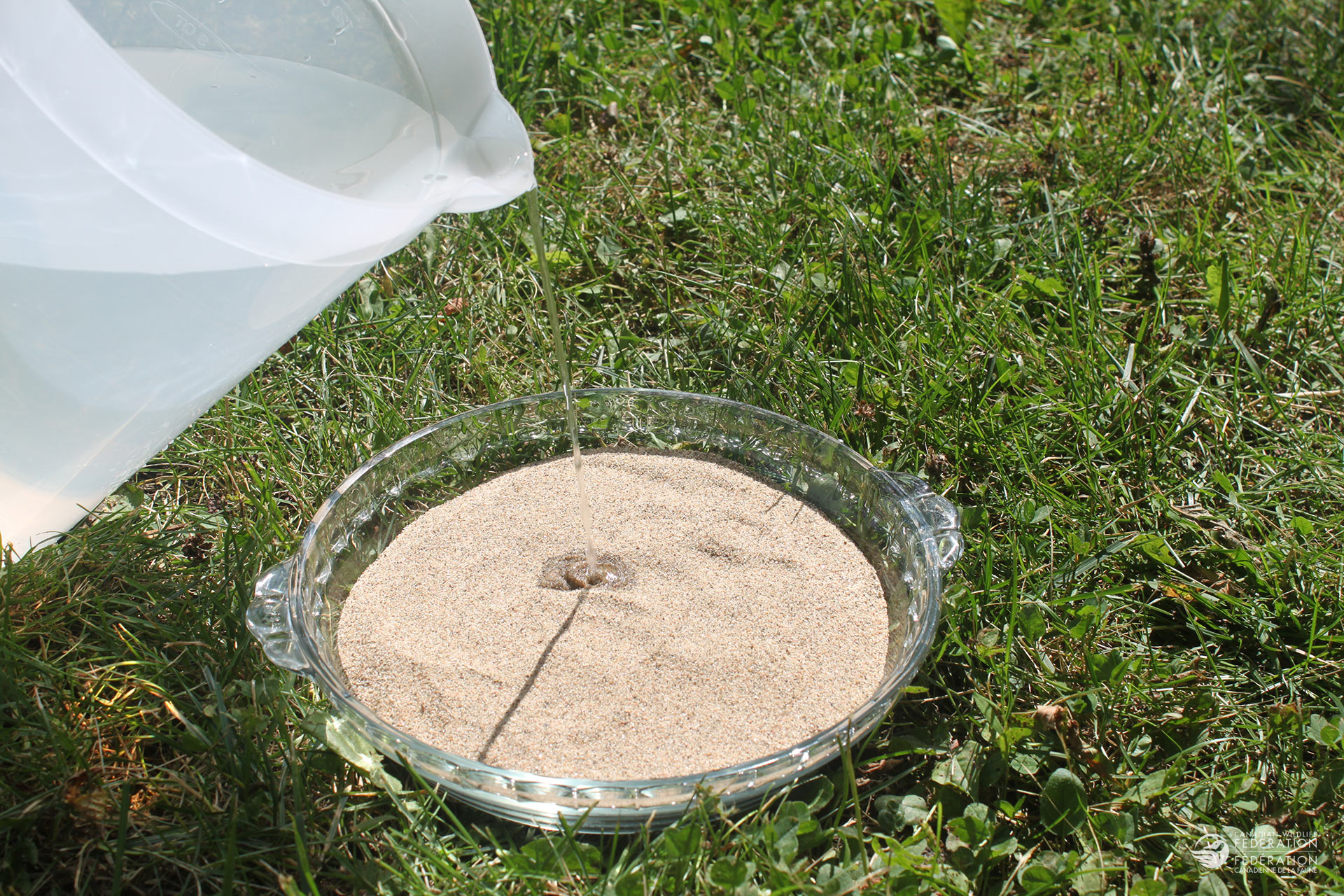 cwf-mudpuddling-dish-sand-step-1 – Your Connection to Wildlife