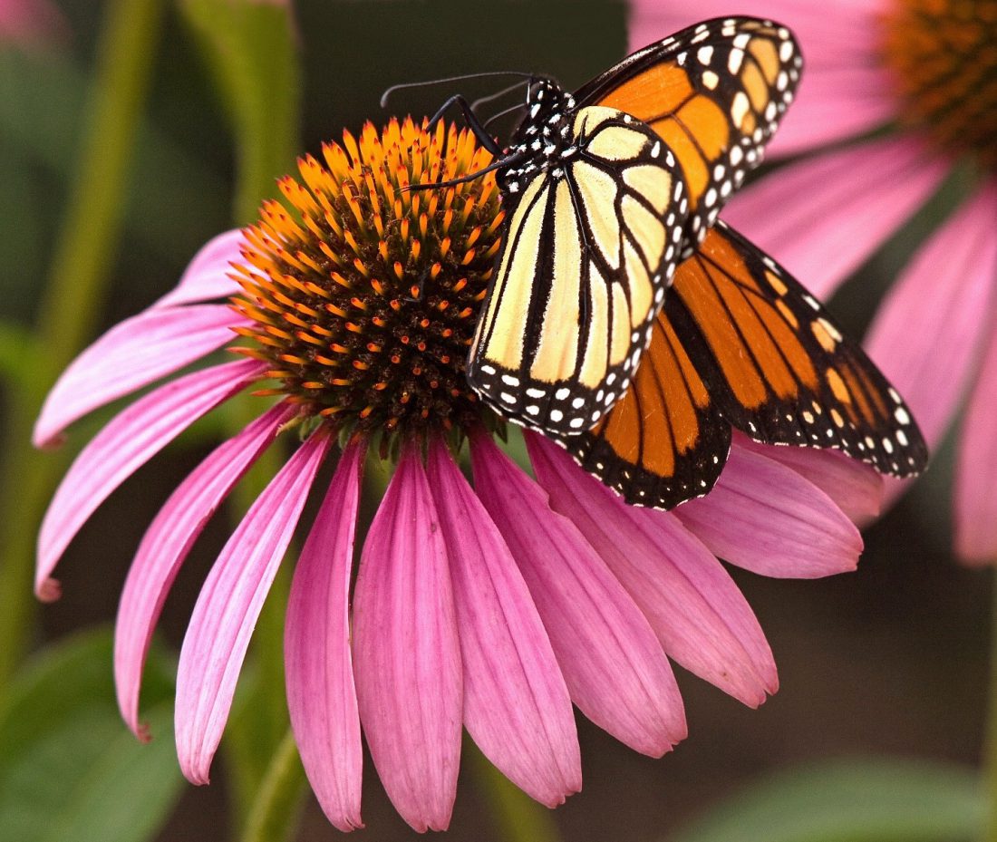 Photo: Shelley O'Connell, QC, Photo Club Member Include native plants in your butterfly garden like asters, milkweeds, Joe pye weeds and Echinacea. 