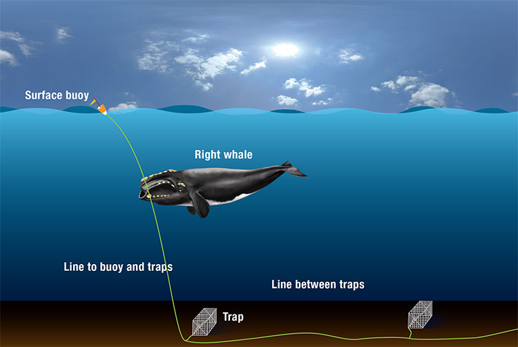 The Future of Commercial Fishing: Ropeless Gear? – Your Connection