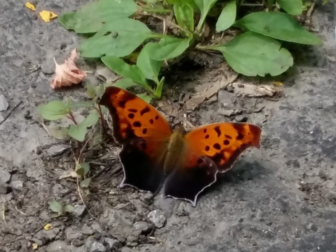 This Question Mark Butterfly was feeding at a dirt-filled crack in the CWF parking lot