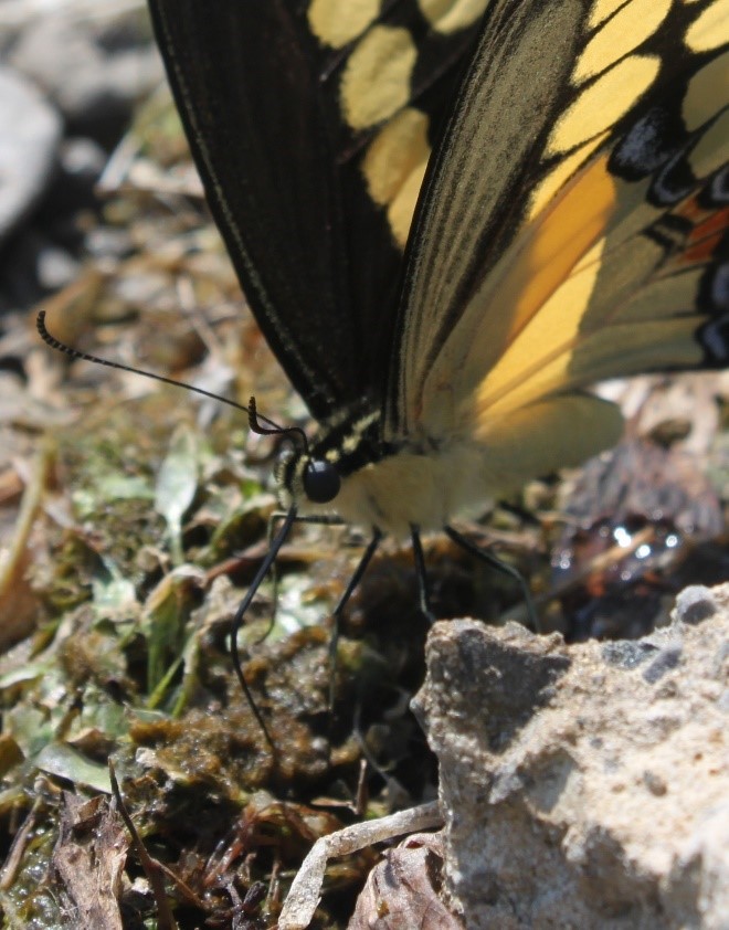 Photo: Sarah Coulber, CWF Caption: This swallowtail is feeding on washed up organic matter along a river