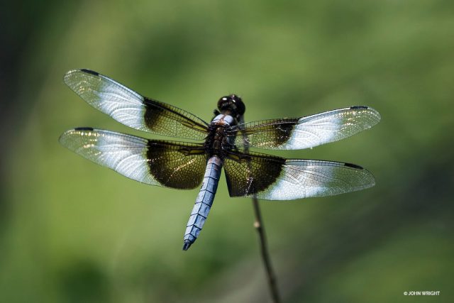 widow dragonfly