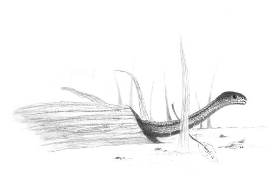RedBelliedSnake Your Connection To Wildlife