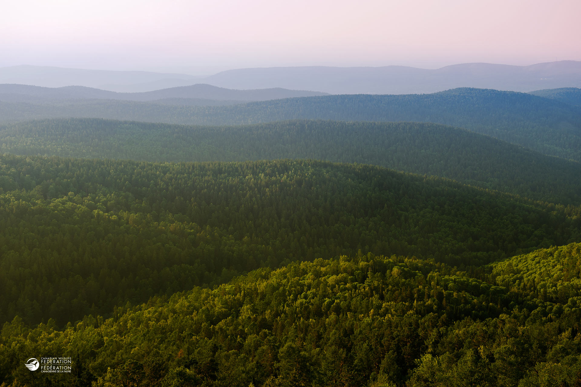 boreal forest