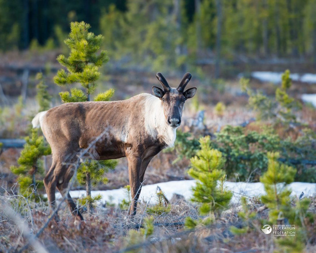 Hinterland Who's Who - Boreal Forest