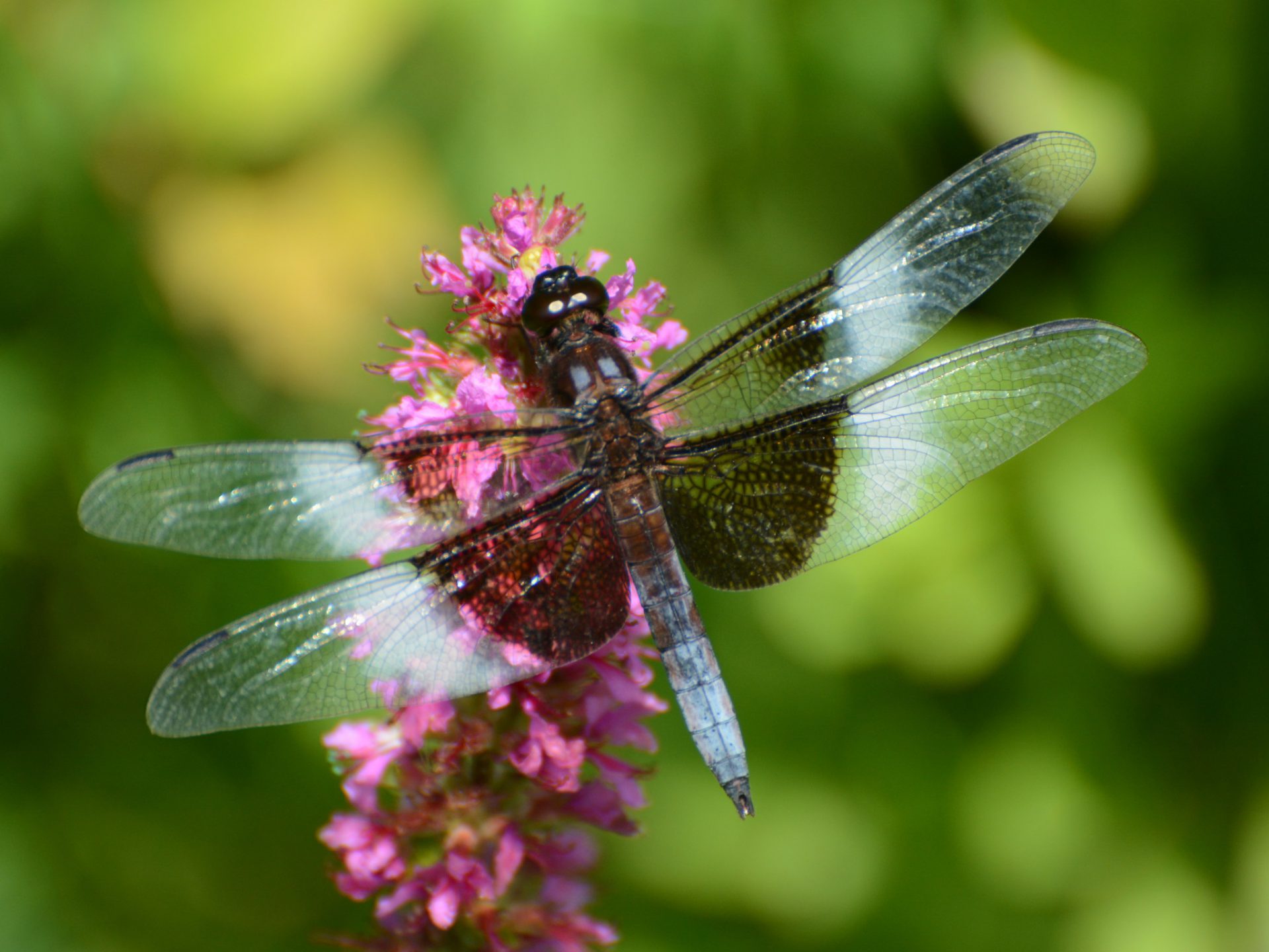 5 ways to attract dragonflies to your yard to help eliminate mosquitoes