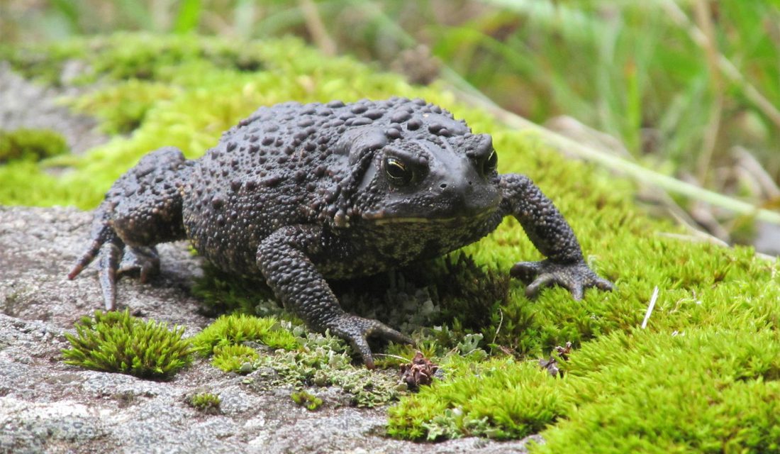 American Toad