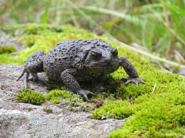 American Toad