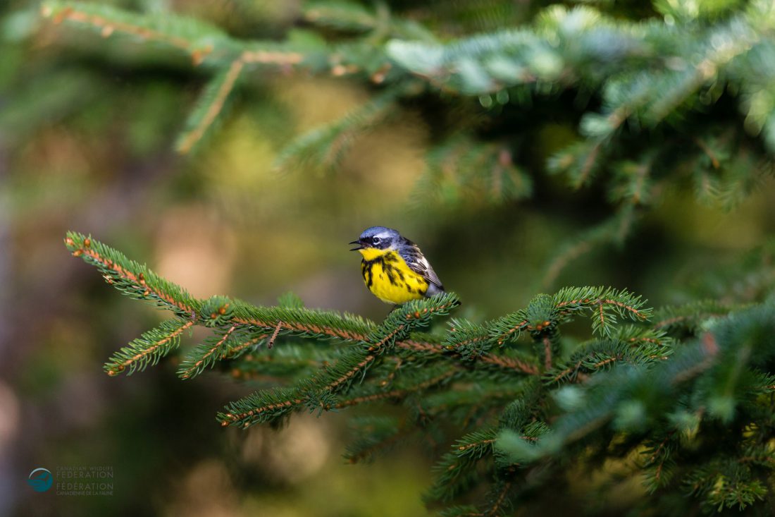 I'm seeing fewer birds in my yard. Is something affecting their