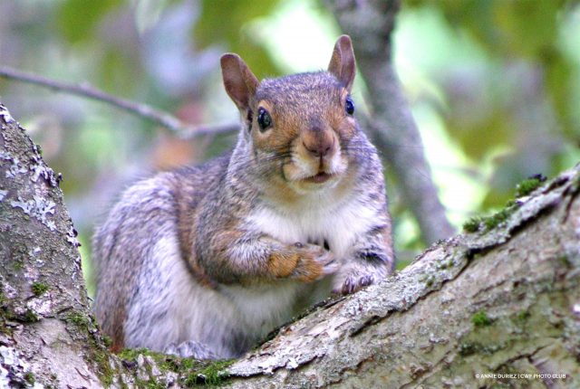 Annie-Duriez-grey-squirrel – Your Connection to Wildlife