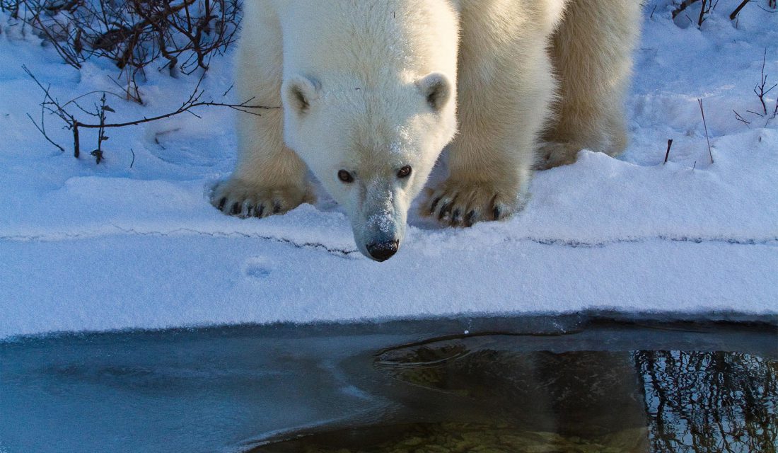 Polar bear