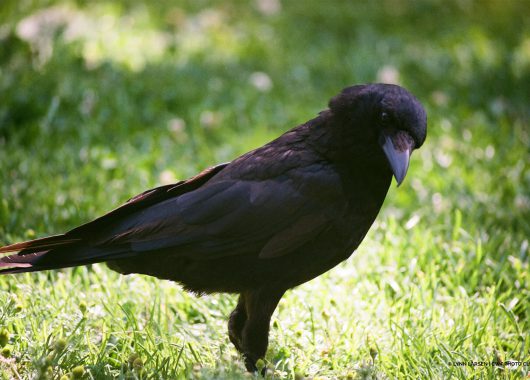Crow @Lynn Larsen