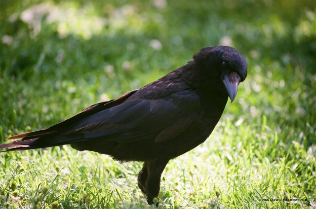 Crow @Lynn Larsen