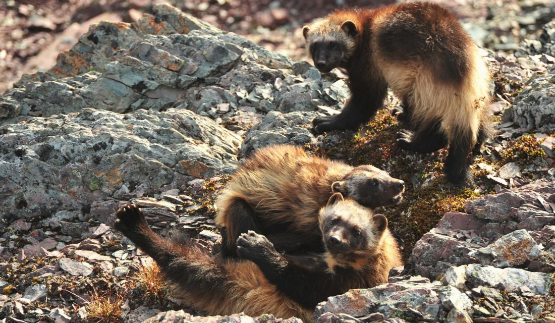 wolverines