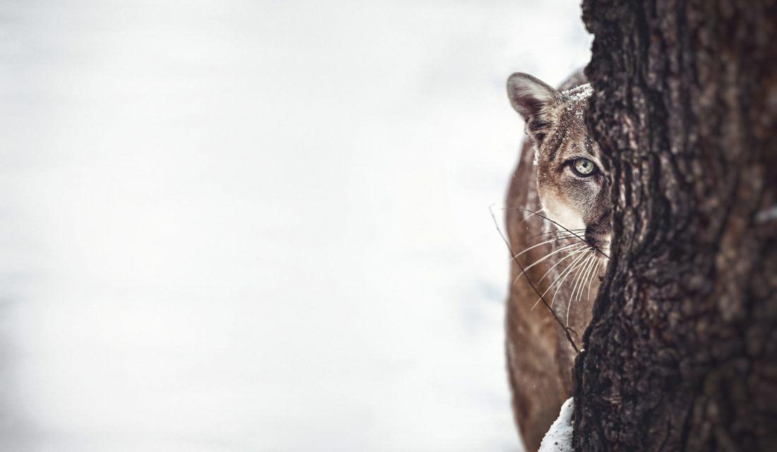 Cougar hunting in the snow