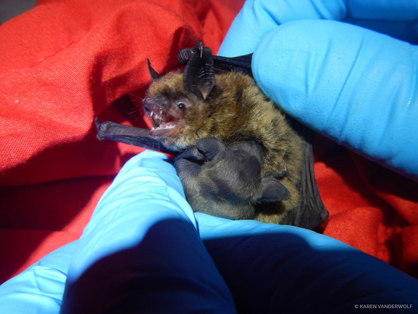 Karen vanderwolf bat baby hand Your Connection To Wildlife