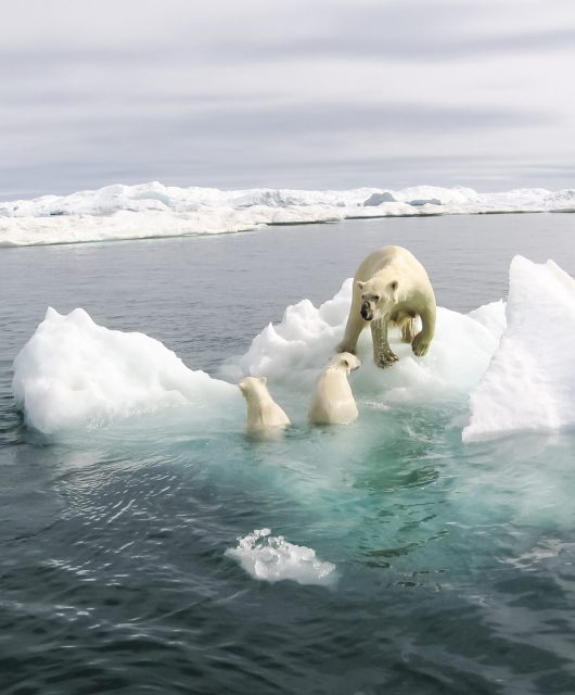 polar bear mom cubs