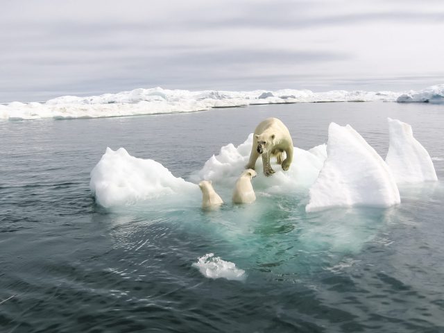 polar bear mom cubs