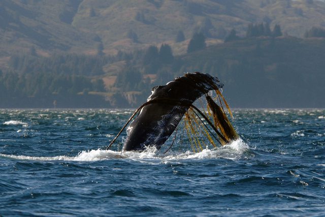 whale fin ropes