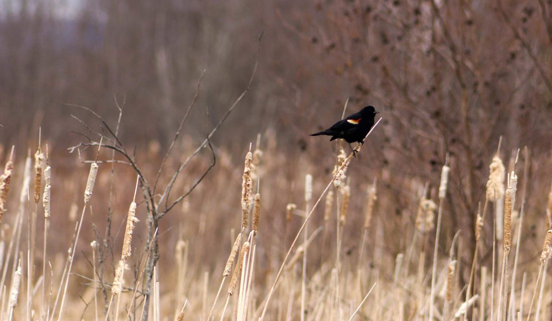 red-winged blackbird