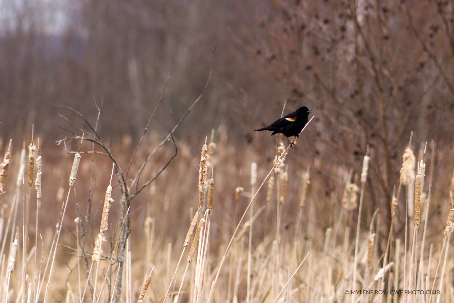 Le web de l'ornithologie