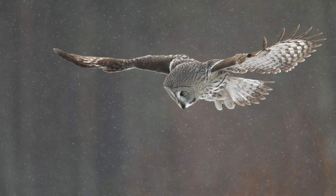 barn owl