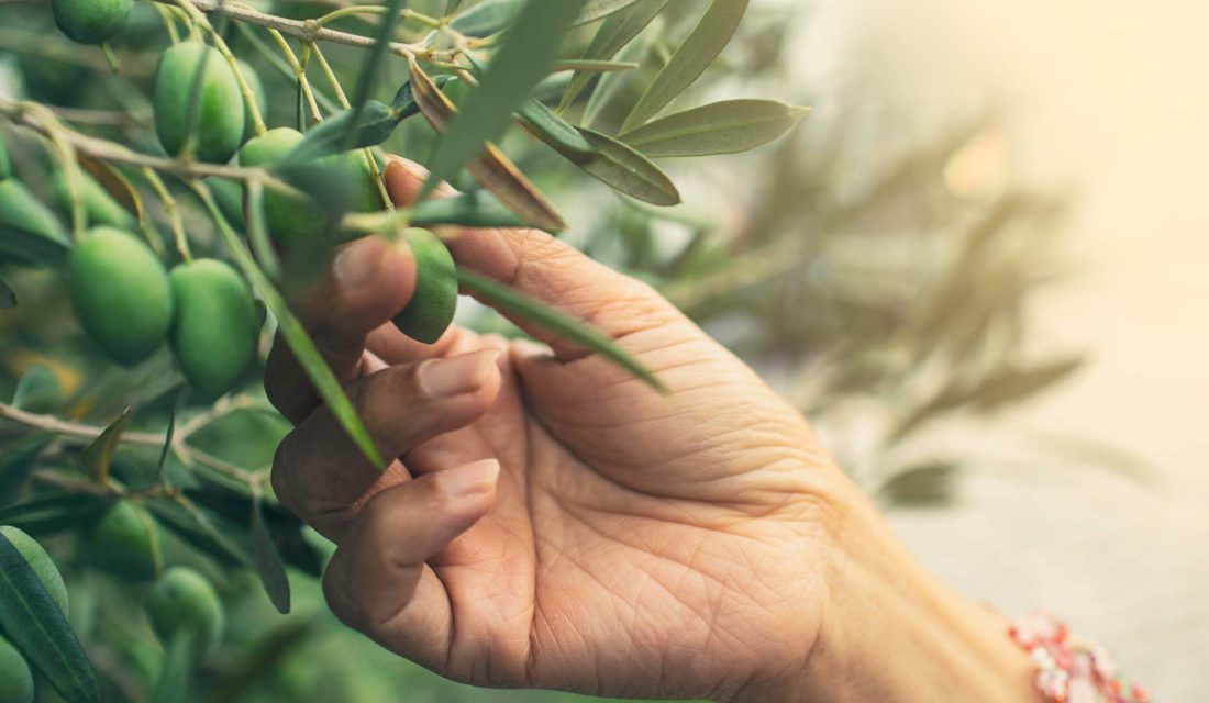 picking an olive