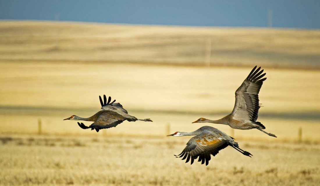 sandhill cranes flying