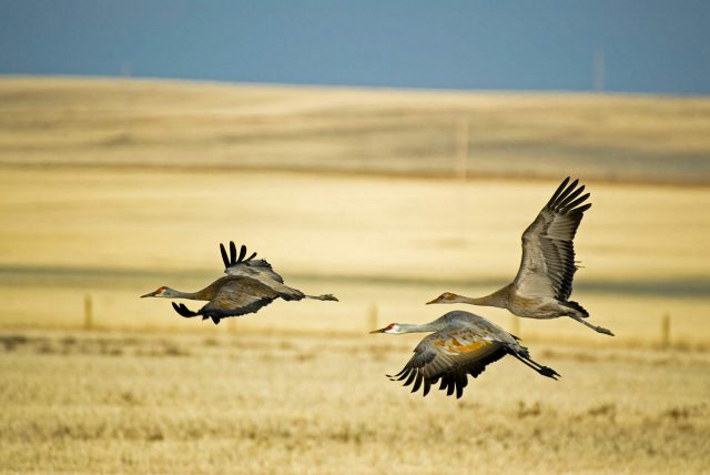 sandhill cranes flying