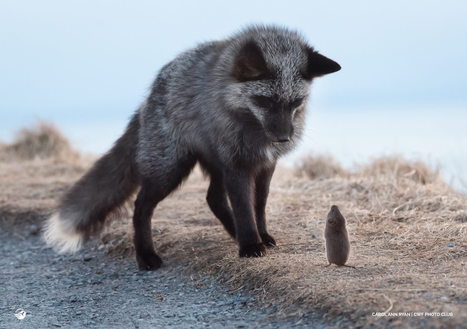 Carol-Ann-Ryan-arctic-fox-mouse – Your Connection to Wildlife