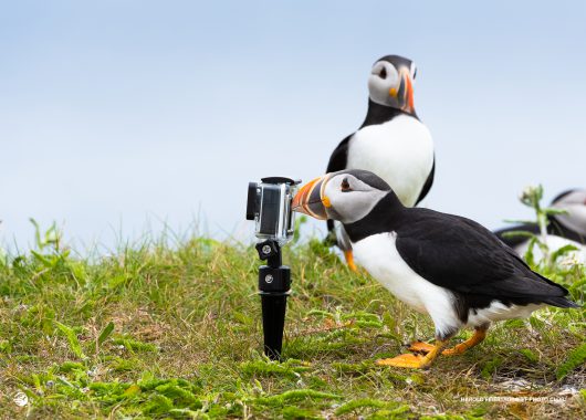 Connecting with Nature – Honourable Mention Harold Feiertag, ON