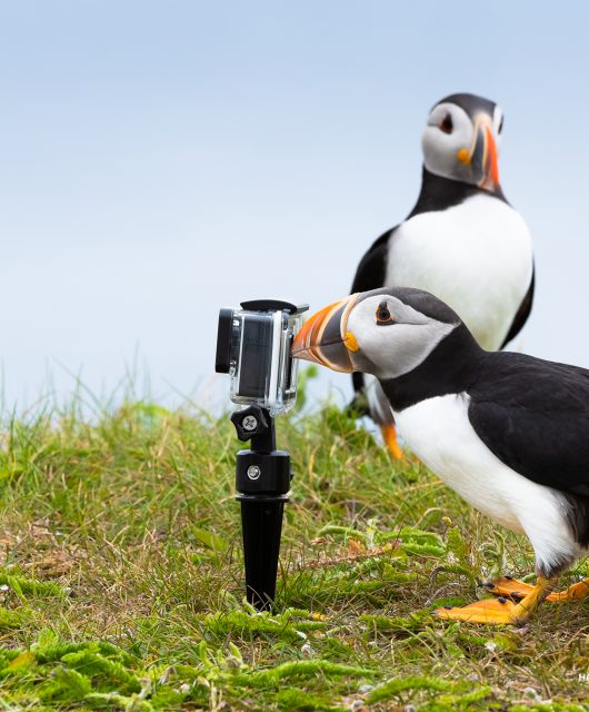 Connecting with Nature – Honourable Mention Harold Feiertag, ON