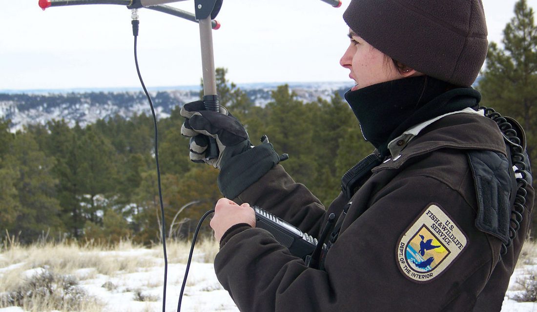 tracking mountain lions