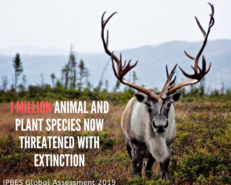 1 million plant and animal species now threatened with extinction.