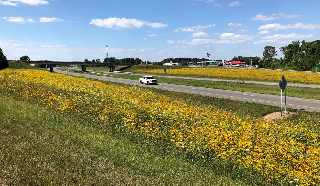 pollinator patrhway