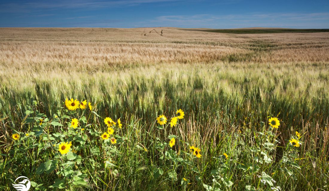 saskatchewan grasslands