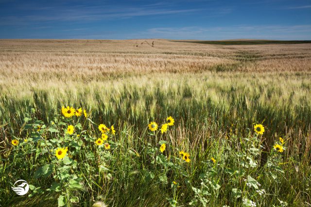 saskatchewan grasslands