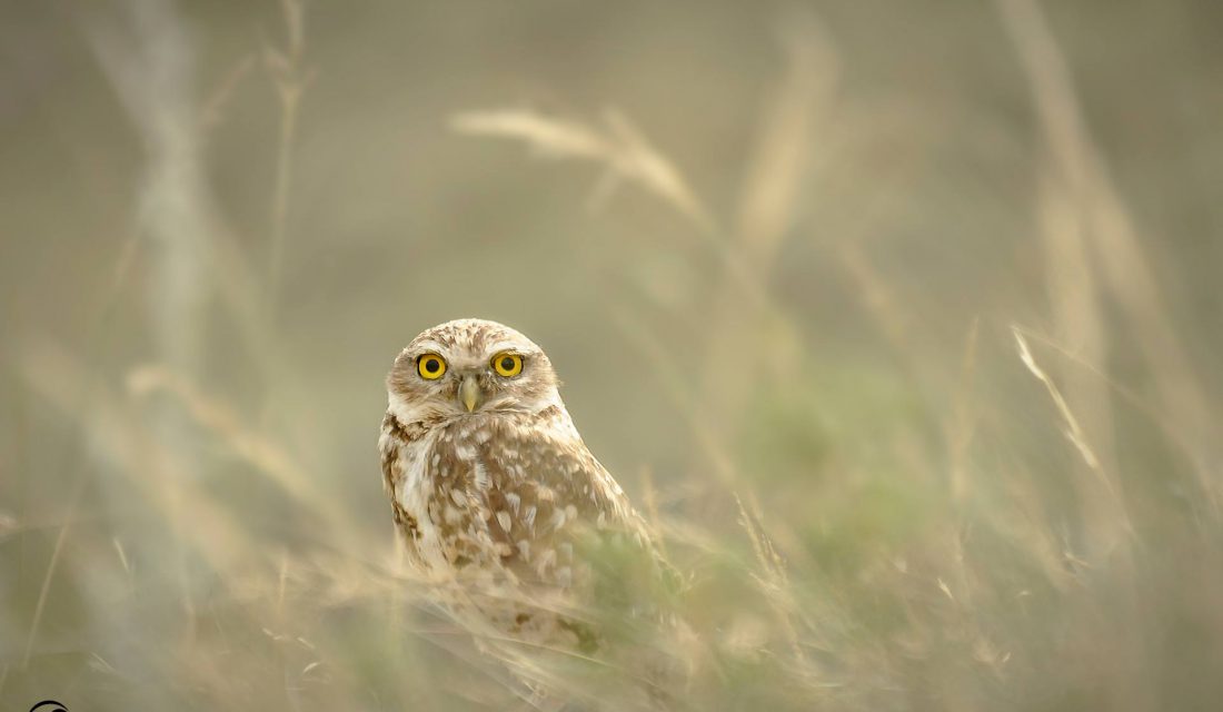 Les prairies fournissent un habitat important à plus de 60 espèces canadiennes en péril, dont la chevêche des terriers. © Shane Kalyn | Le club de photographie de la FCF