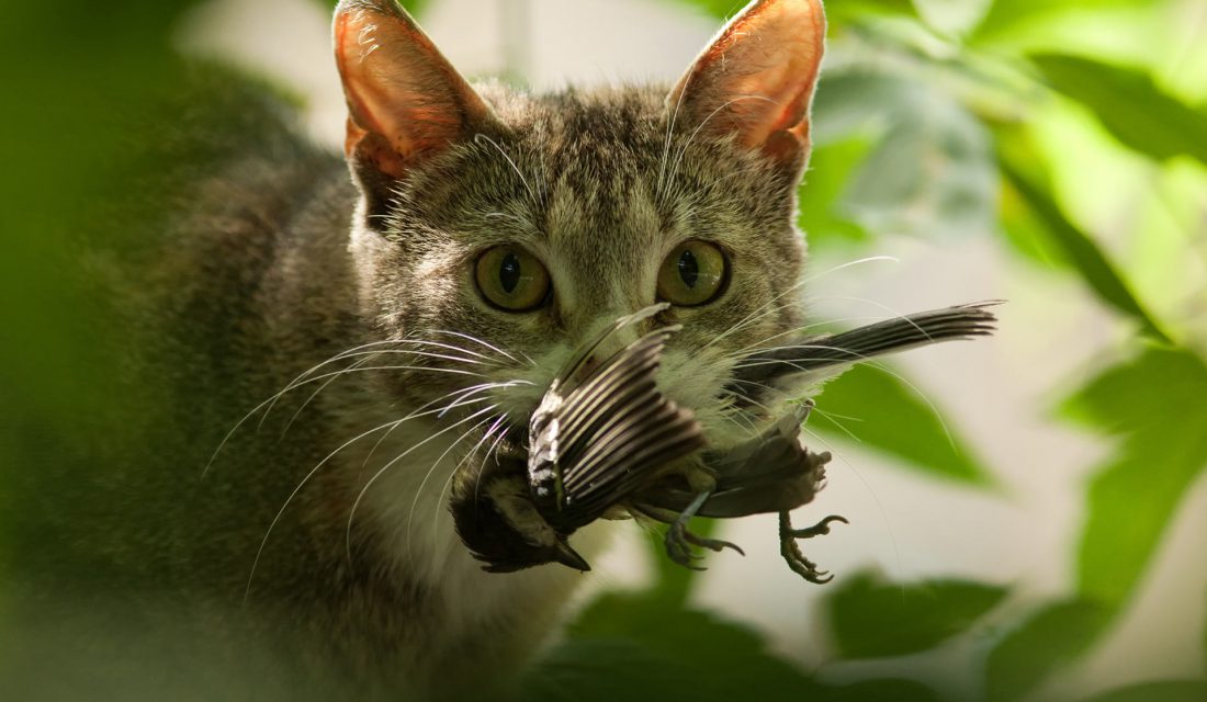 Envisagez de garder votre chat à l’intérieur lorsque les oiseaux sont plus vulnérables – au moins une heure après le lever du soleil et une heure avant le coucher du soleil.