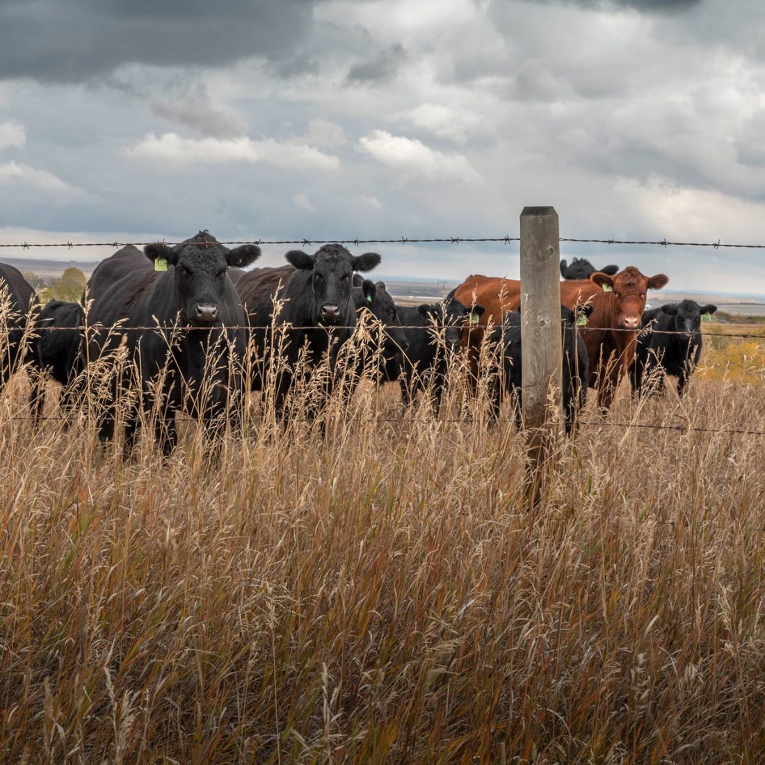 When livestock grazing is managed sustainably, they play a vital role in keeping grasslands healthy and in supporting the 200 types of plants and wildlife that live there.