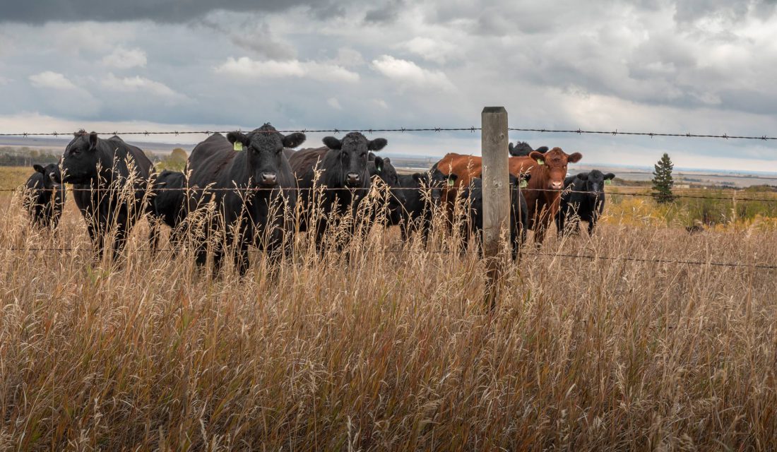 When livestock grazing is managed sustainably, they play a vital role in keeping grasslands healthy and in supporting the 200 types of plants and wildlife that live there. 