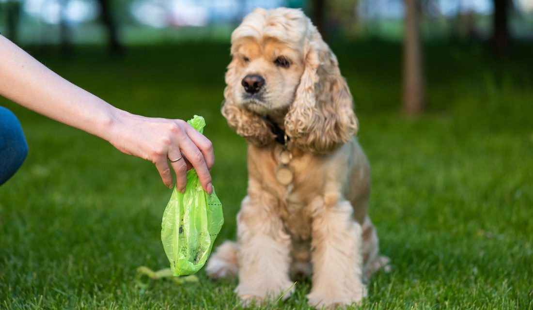 Assurez-vous de toujours ramasser les déchets de Fido, et utilisez des sacs biodégradables plutôt que des sacs en plastique. 